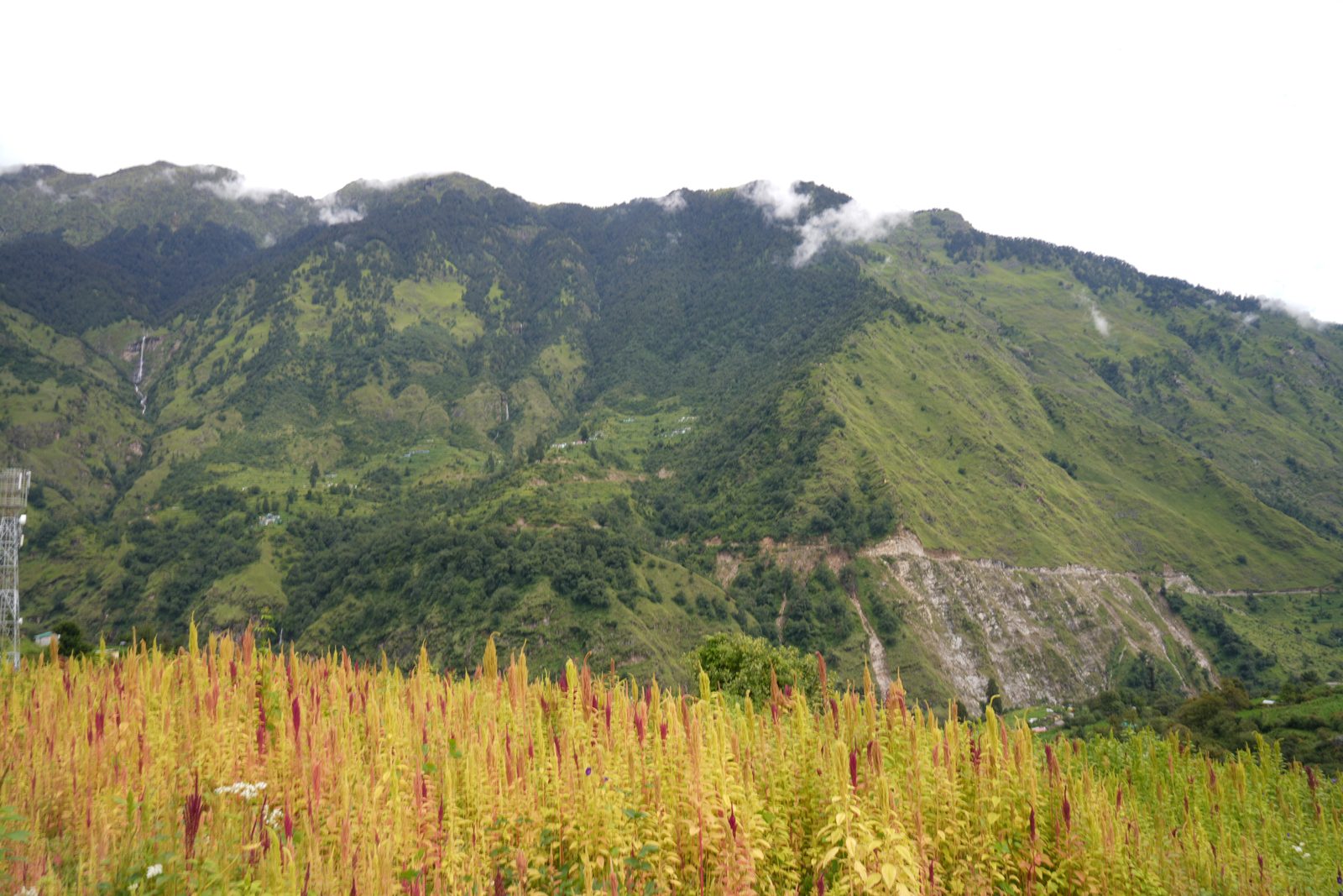 Amaranth panicles at grain fill, deep red and gold, against the ridge behind.