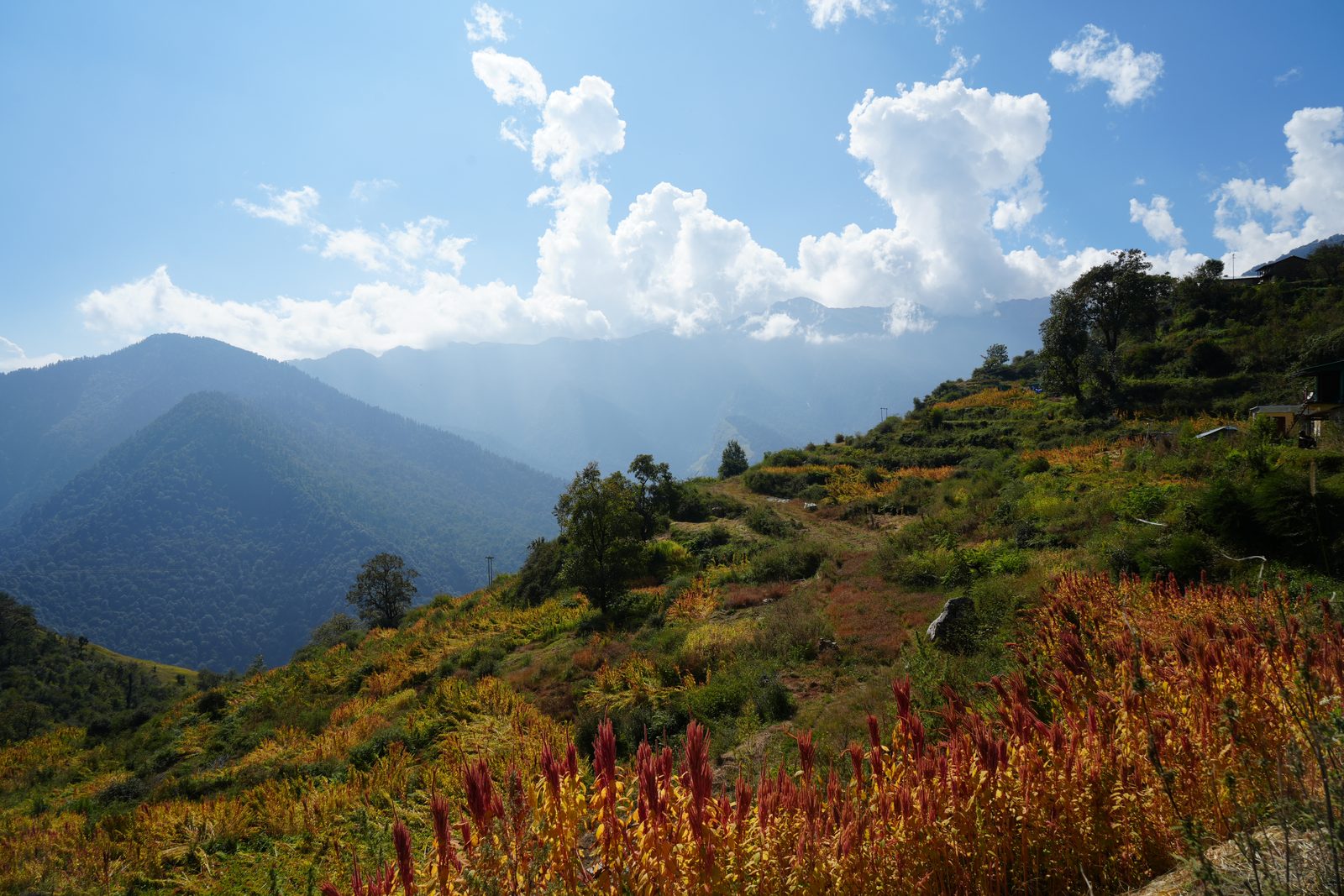 Amaranth in full colour across a terraced slope.