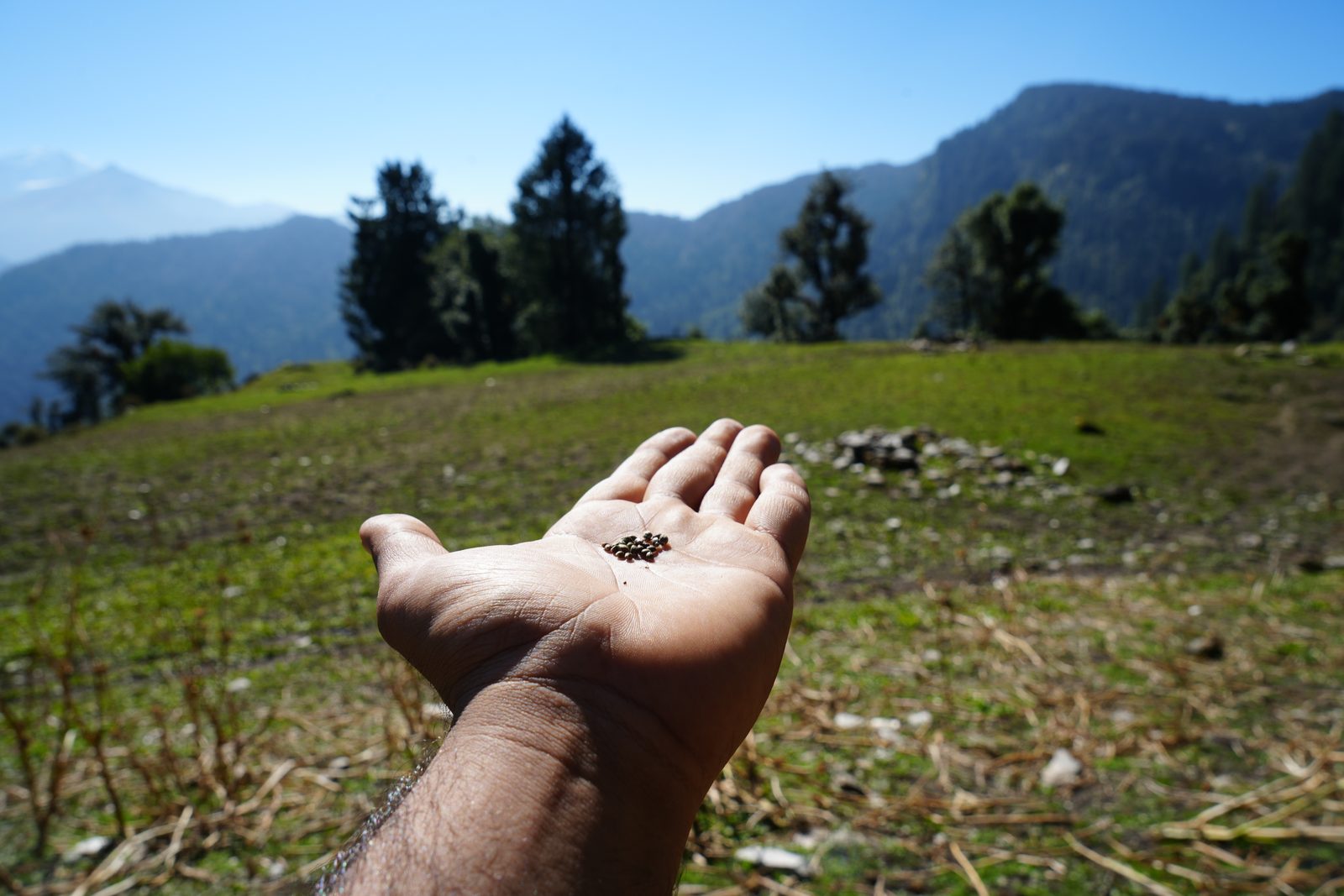 The same open hand held out over a high meadow clearing with conifers, an old stone ring on the grass and a snow peak beyond.