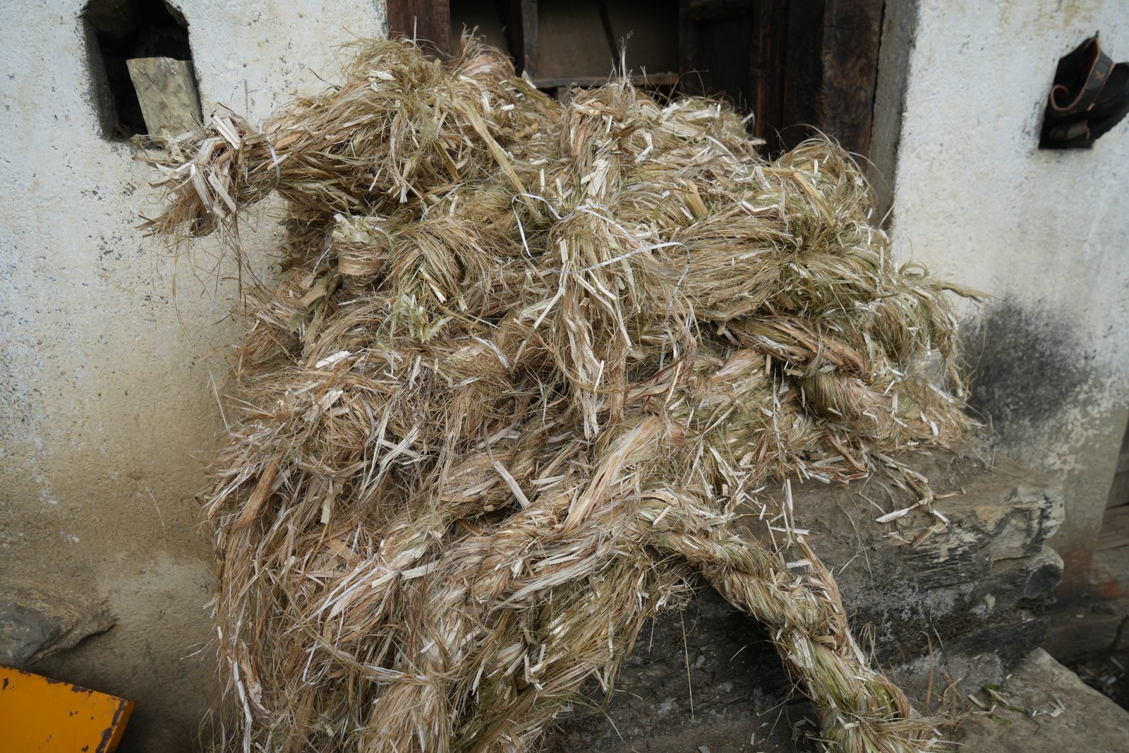 Retted bast fibre drying in a mass against a whitewashed wall.