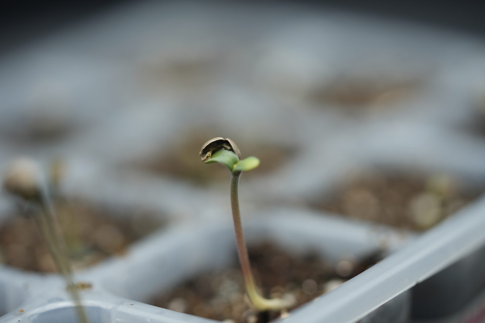 A seedling breaking in a propagation tray with the seed coat still capping its cotyledons.