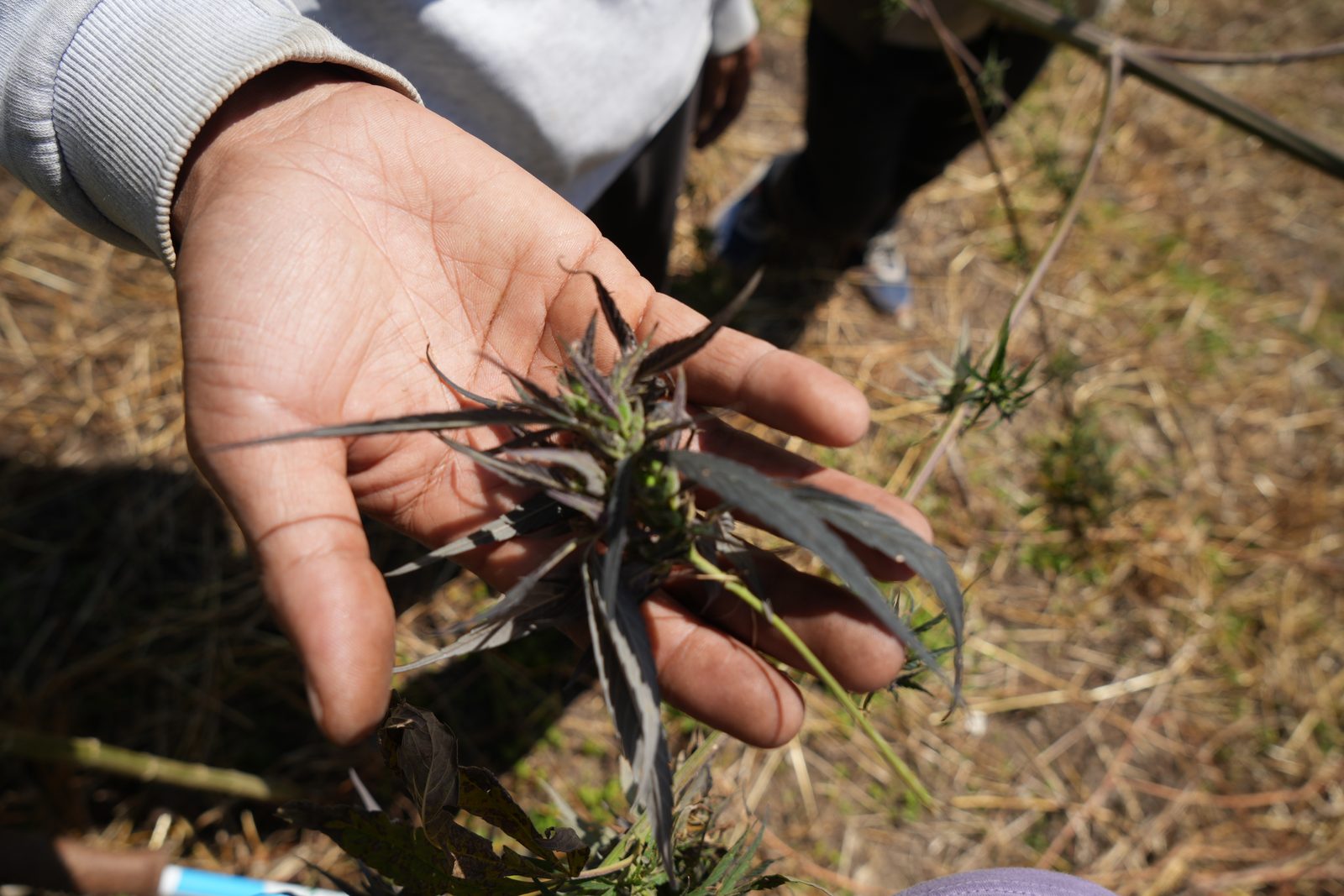 A whole plant lifted from the ground and held up, root system intact.