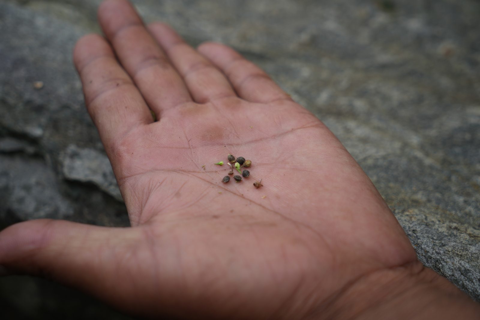 A small quantity of landrace seed resting in an open palm above stone.