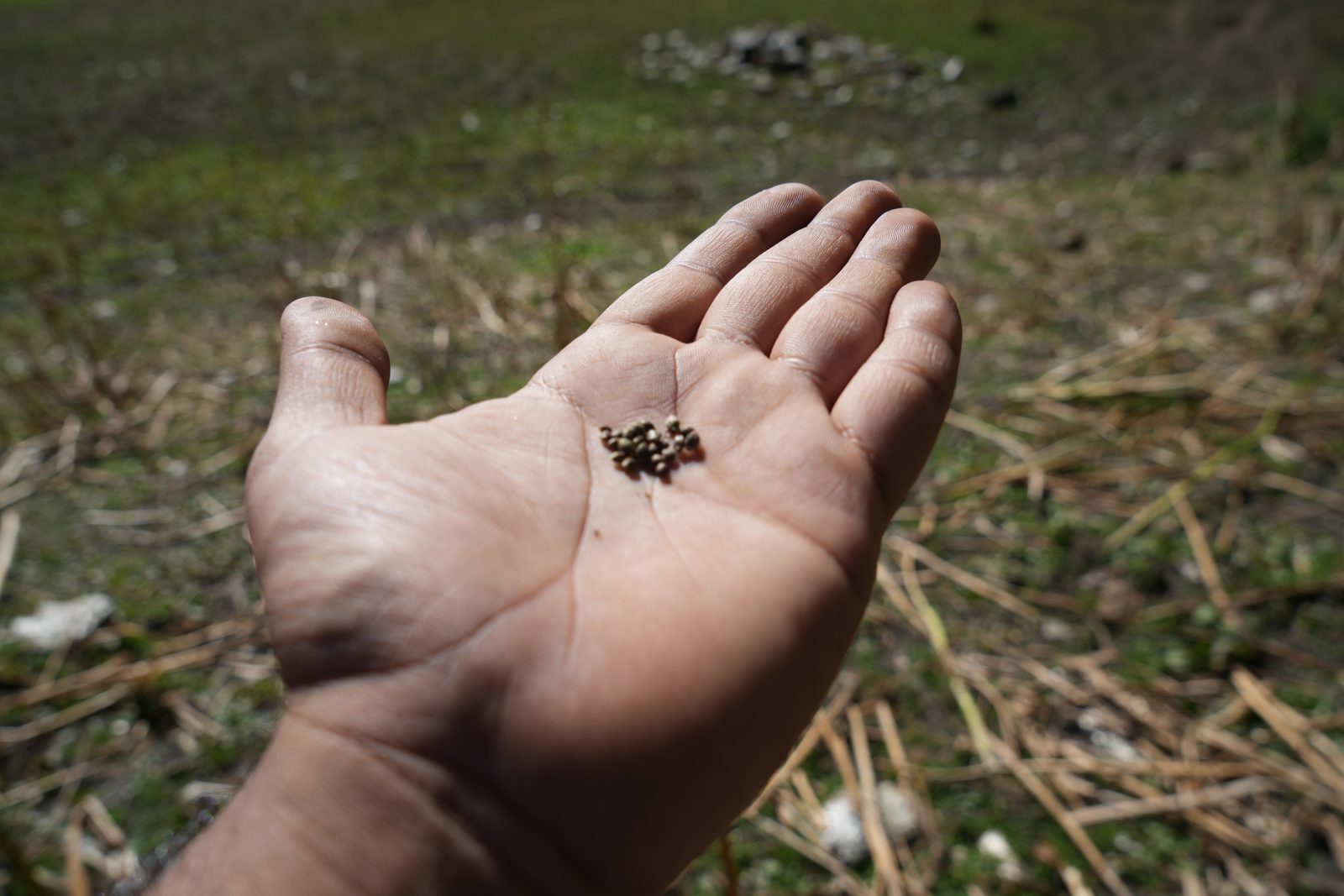 An open palm filling the frame, a small cluster of landrace seed resting at its centre.