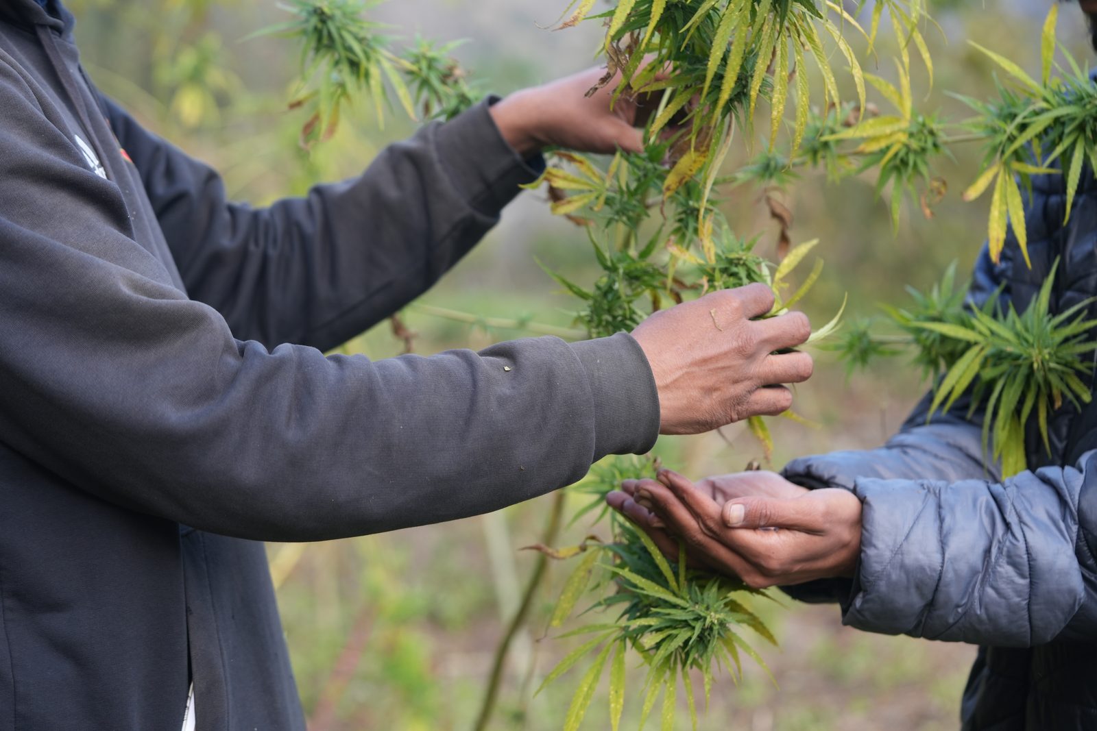 In a standing crop, one person works a branch while another holds out cupped hands beneath to receive what comes off it.